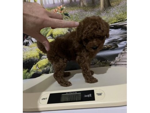 Harika kore poodle yavrusu