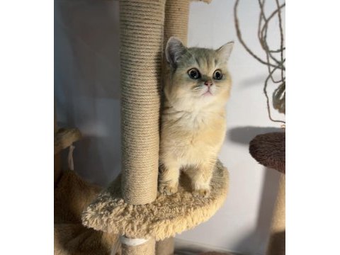 Golden british shorthair yavrularım