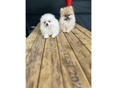 Pomeranian yavrularımız