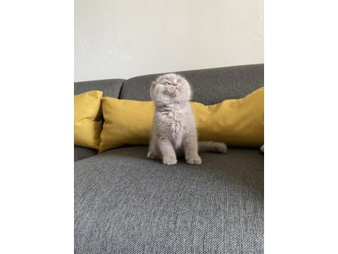 Lilac scottish fold cinsi yavrumuza aile arıyoruz