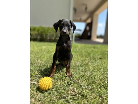 Doberman yavruları yeni yuvalarına gitmeye hazırlat