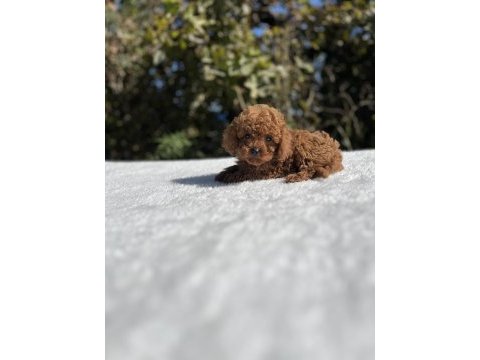 Kore kan aşılı bebek köpekler