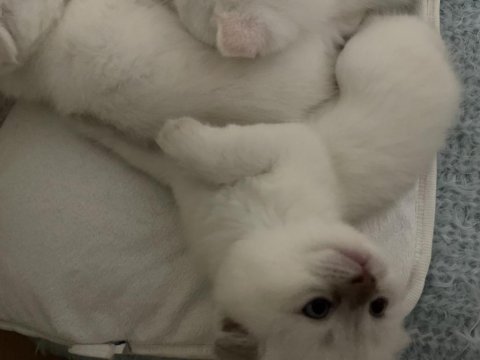 Scottish fold