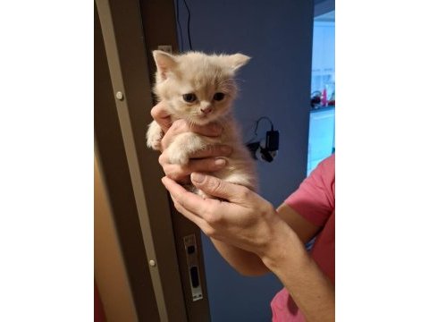 50 günlük scottish fold bebekler