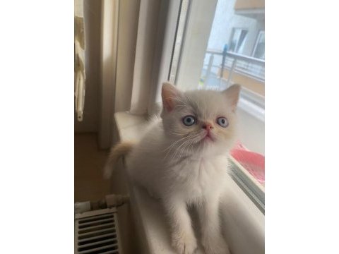 Yakışıklı yaklaşık 2 aylık chinchilla bebek