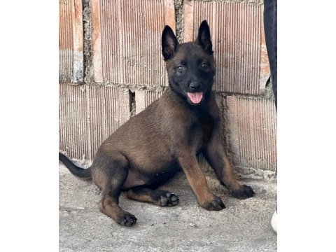 A kalite erkek ve dişi belçika malinois