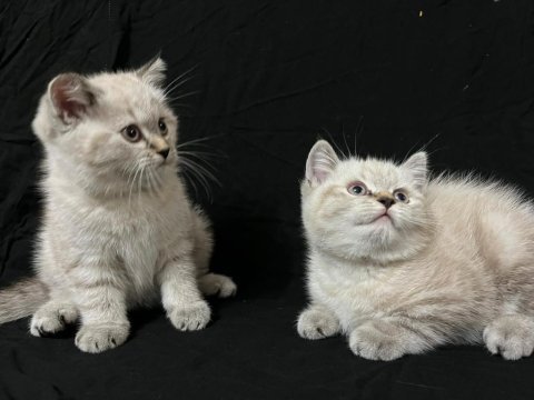 Minik british shorthair kediler
