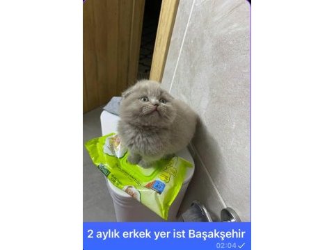 2 aylık scottish fold