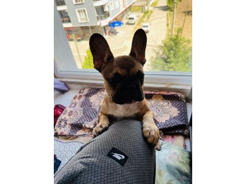 French bulldog bebeğime yeni yuva arıyorum
