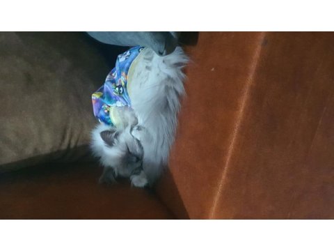 Ragdoll kedime yeni yuva arıyorum
