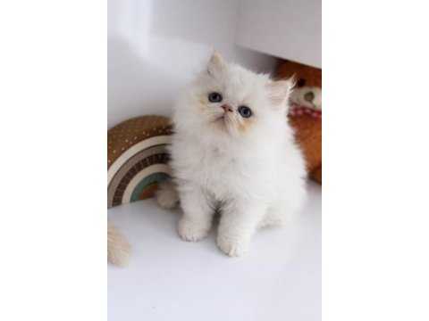 İran persian (show kalite)