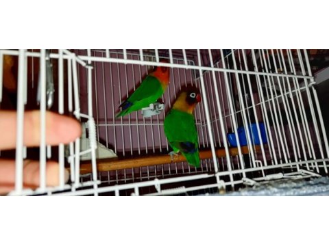 Cennet papağanı çift 3 çift muhabbetle takas olur