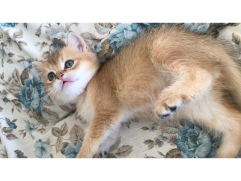 Altın british shorthair bebişler