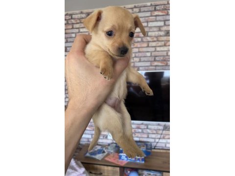 Pinscher varsa daha iyisi o da annesi