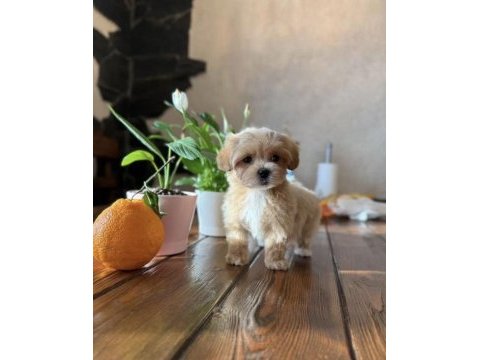 Korean teacup maltipoo bebekler