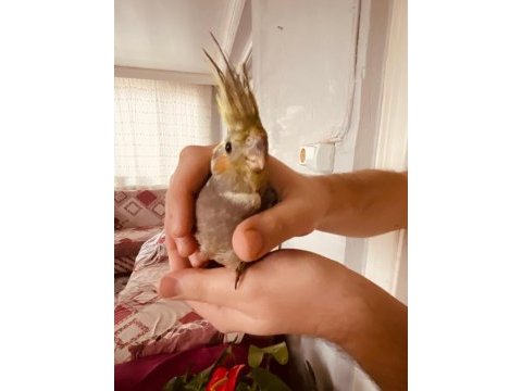 Sahibinden sultan papağanı