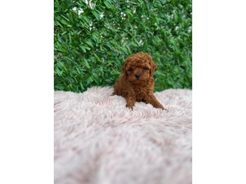 Toy poodle güzellikler