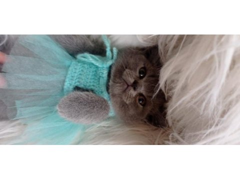 Sahiplendirme british shorthair