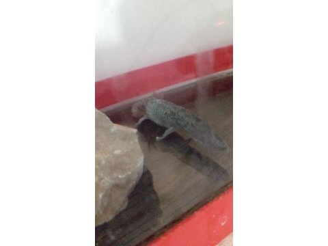 Benekli axolotl