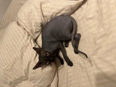 Dişi safkan sphynx