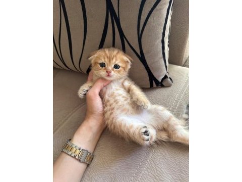 Scottish fold kedisi