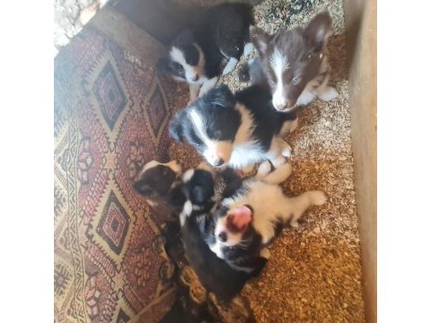 Border collie yavrular