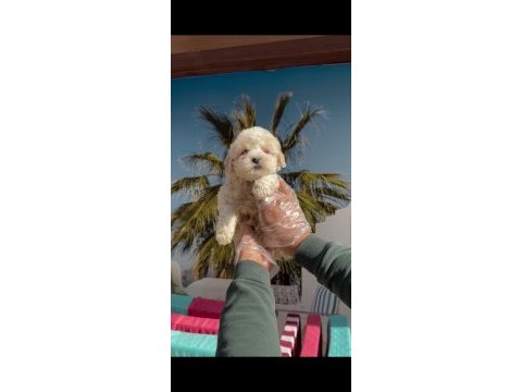 F1 maltipoo minyatür