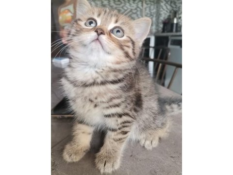 Black golden tabby erkek yavrular