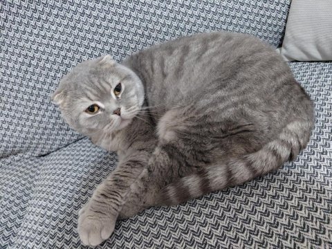 Sahiplendirilecek scottish fold kedimiz