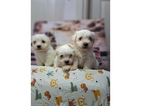 Show kalite maltese bebekler