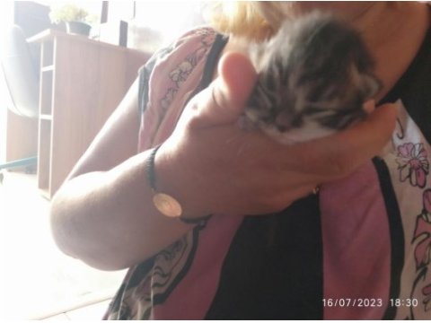 Chinchilla kedisi 1 aylık