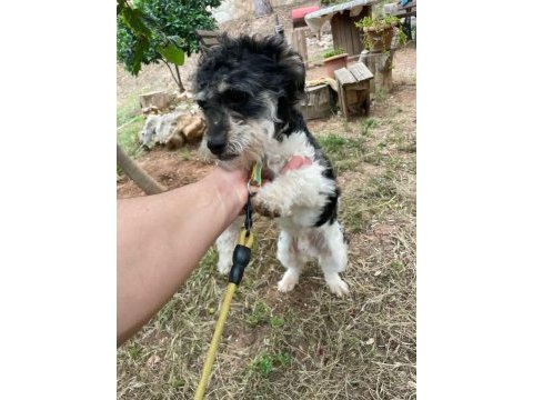 Terrier glen of ımaal