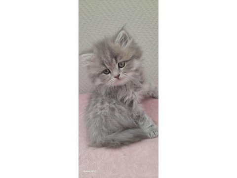 British longhair