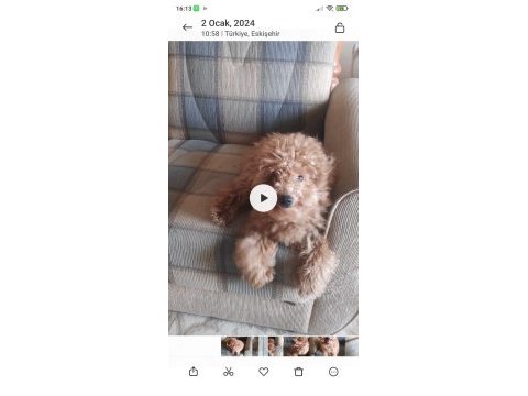 23 temmuz doğumlu erkek toy poodle