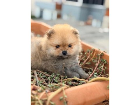 Pomeranian boo 3 aylık köpeğimiz