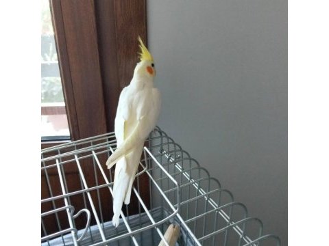 Ele alışık oyun hamuru gibi sultan papağanı