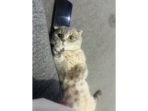 Erkek scottish fold kedimize çift aranmaktadır