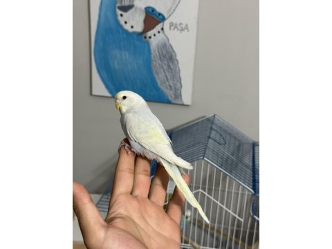 45 günlük rainbow bebek muhabbet kuşu