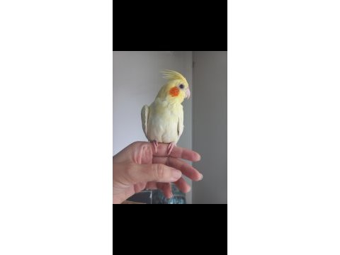Full evcil erkek sultan papağanı yavrusu
