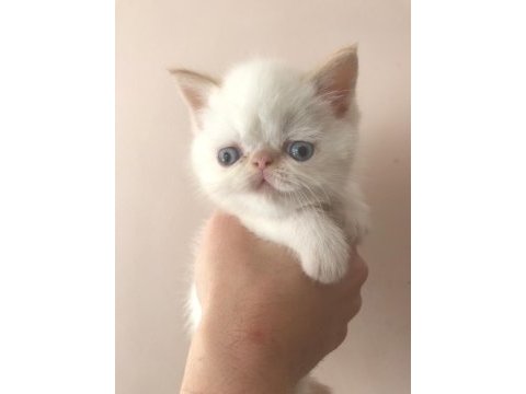 Baby face erkek exotic shorthair 45 günlük yavru