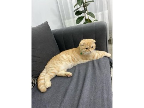 Sarı scottish fold
