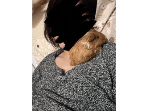 2 aylık guinea pig sheltie ırk (erkek)