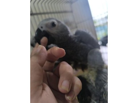 Bebek jako papağanlar