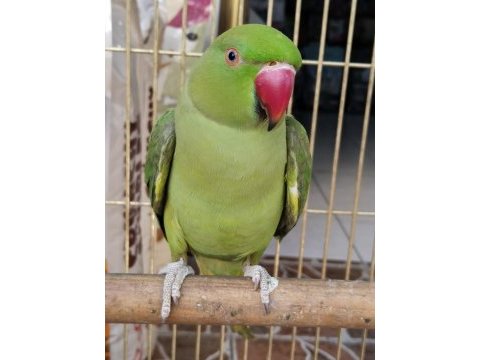 Konuşan full evcil pakistan papağanı