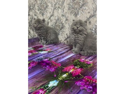 2 aylık british shorthair yavrular