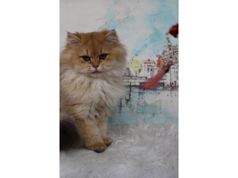 British longhair black golden shaded (blh ny 11)