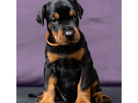 Afacan doberman bebekler kapıda ödeme mevcuttur