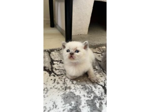 British longhair kedisi