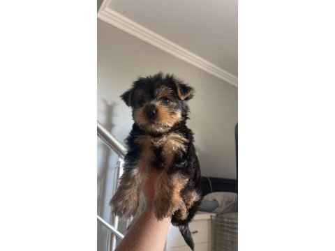 Kendi köpeğimizin yavruları