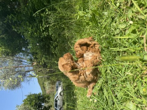 Anne altından maltipoo yavrularımız
